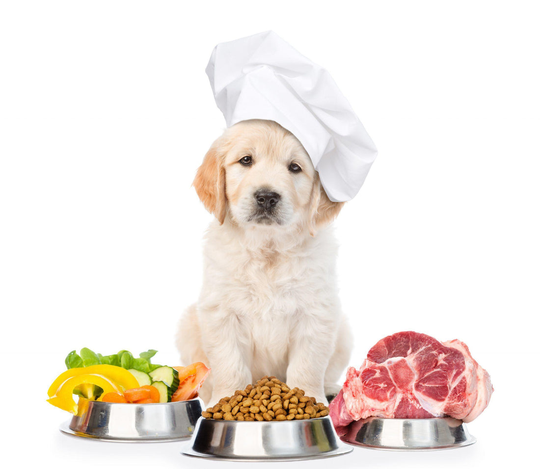 Human Foods Your Dog Shouldn't Eat - e-WOOD Collection - ewoodcollection.com