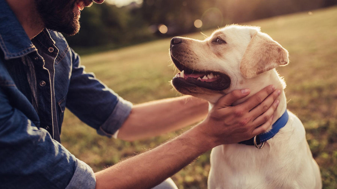 How to be a Good Pet Owner - e-WOOD Collection - ewoodcollection.com
