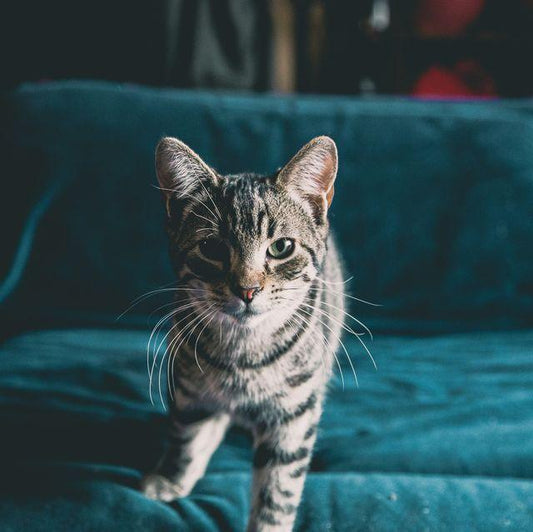 What Breed Of Cat Should I Choose? - e-WOOD Collection - ewoodcollection.com
