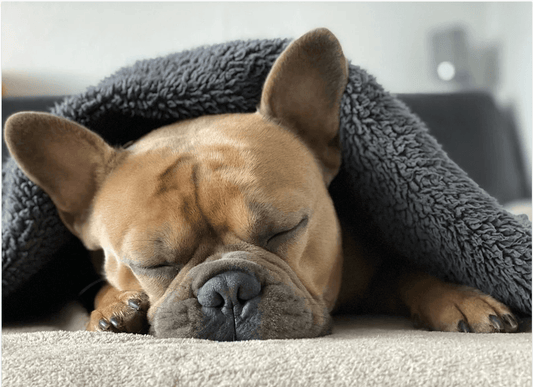 5 Tips To Help Your New Puppy Sleep Through The Night - e-WOOD Collection - ewoodcollection.com