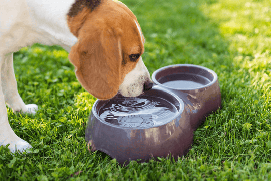 Is Your Puppy Drinking Enough Water? - e-WOOD Collection - ewoodcollection.com