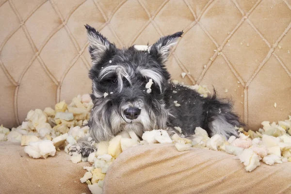 Dog chewing Problem? Solution and causes - e-WOOD Collection - ewoodcollection.com
