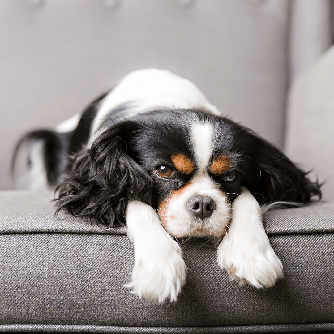 Top 5 Kinds of Fabric That Repel Pet Hair - e-WOOD Collection - ewoodcollection.com
