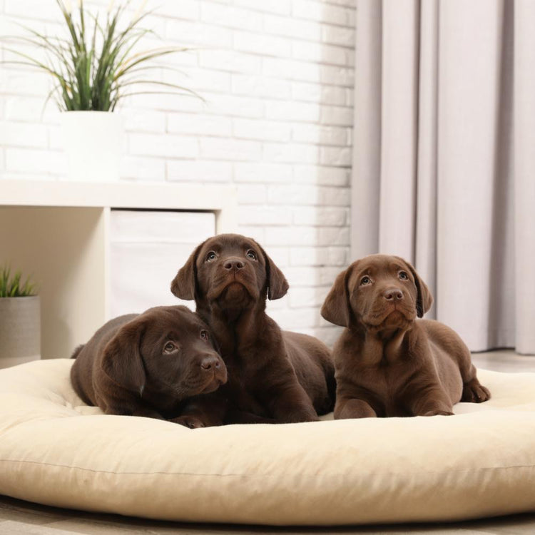 Beds - e-WOOD Collection - ewoodcollection.com