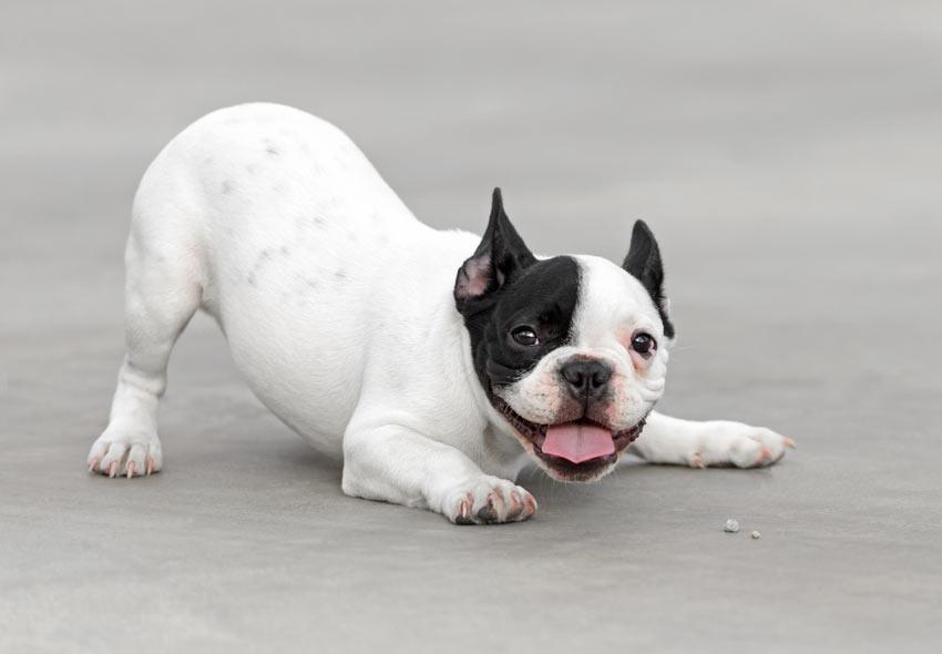 Read Your Dog's Body Language - e-WOOD Collection - ewoodcollection.com