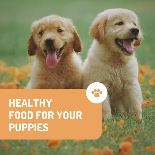 5 Tips to Give Healthy Food to Your Puppy