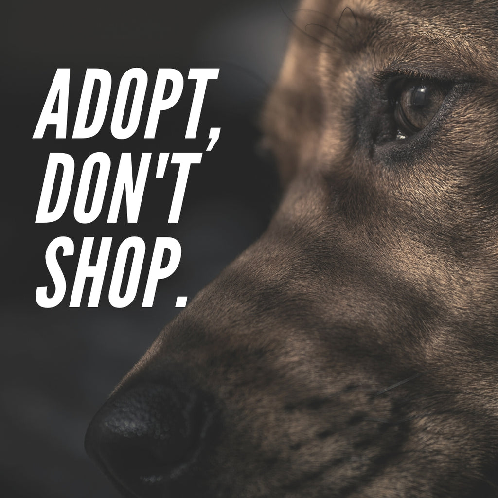 Los beneficios de adoptar un perro o gato mayor