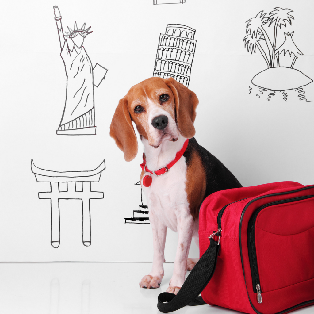 Guía para alimentar correctamente a tu perro fuera de casa