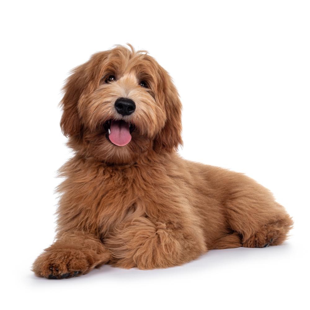 Dogs - e-WOOD Collection - ewoodcollection.com