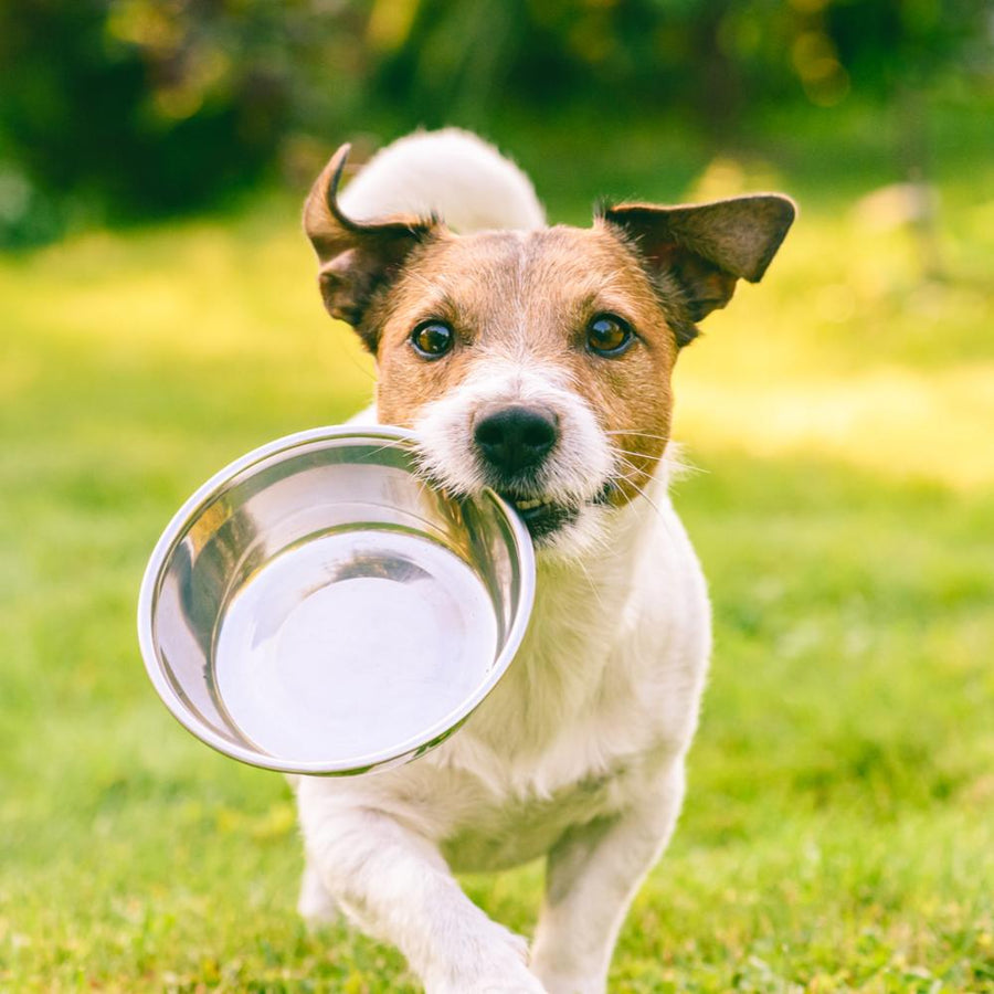 Σταθμοί Σίτισης